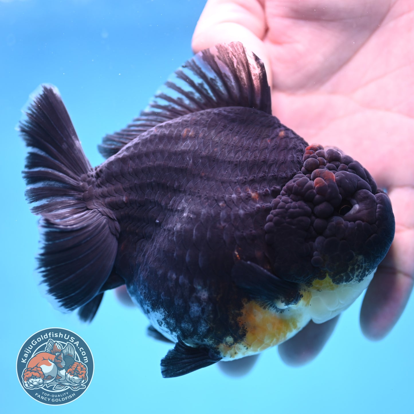 Kirin Oranda 4inch Body (250613_OR07)