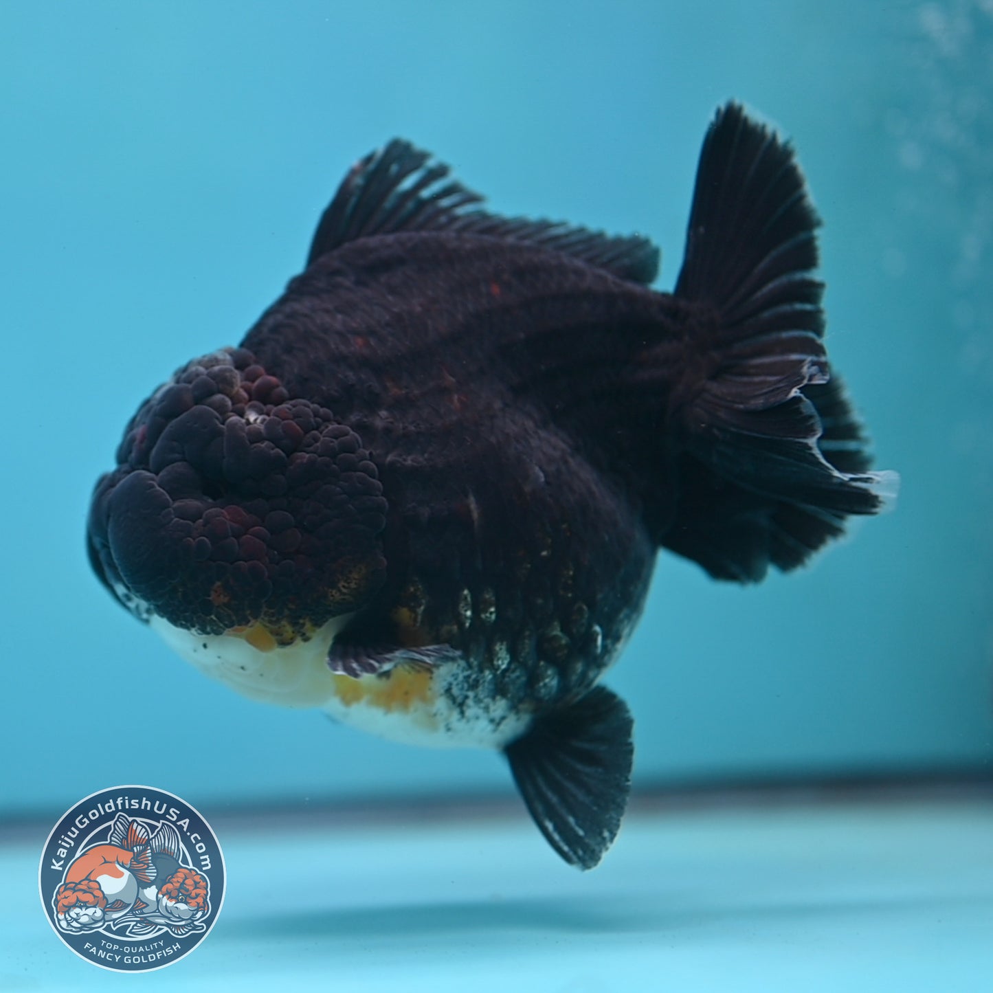 Kirin Oranda 4inch Body (250613_OR07)