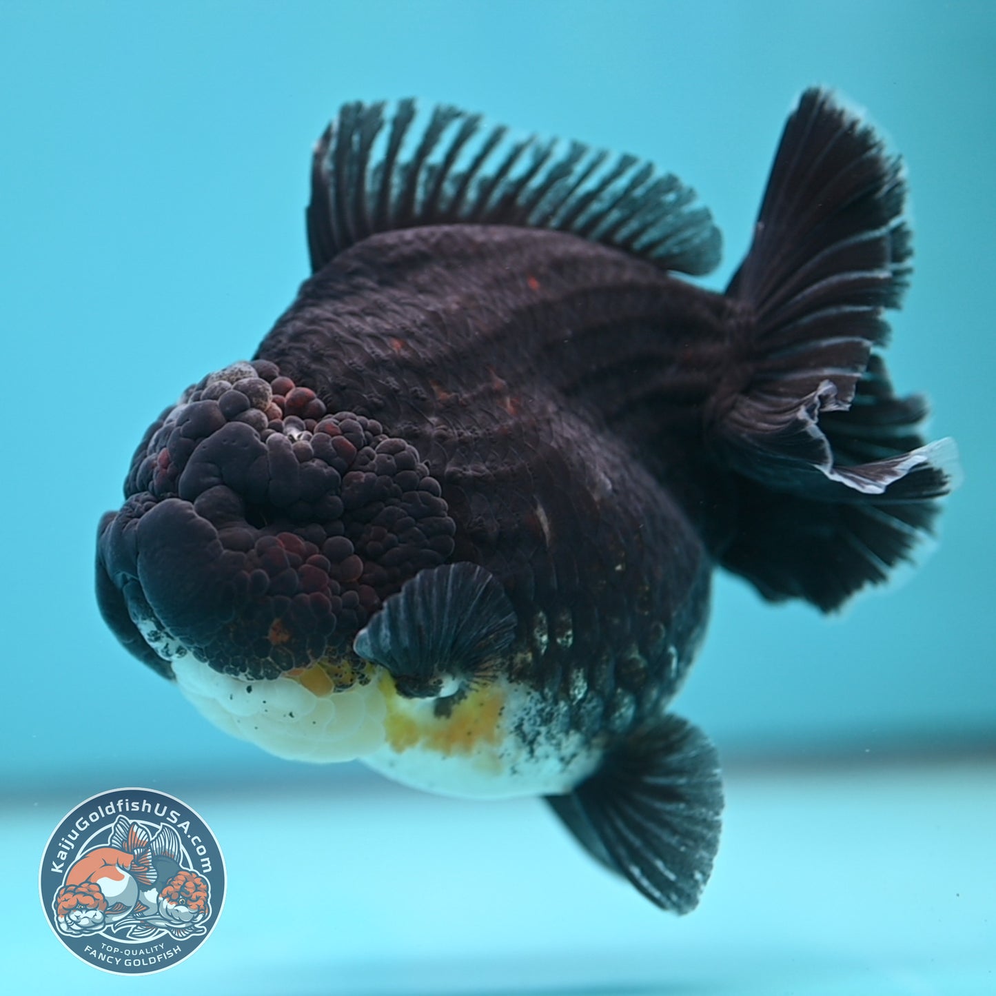 Kirin Oranda 4inch Body (250613_OR07)