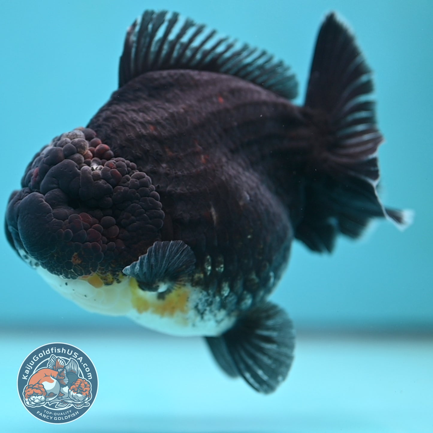 Kirin Oranda 4inch Body (250613_OR07)