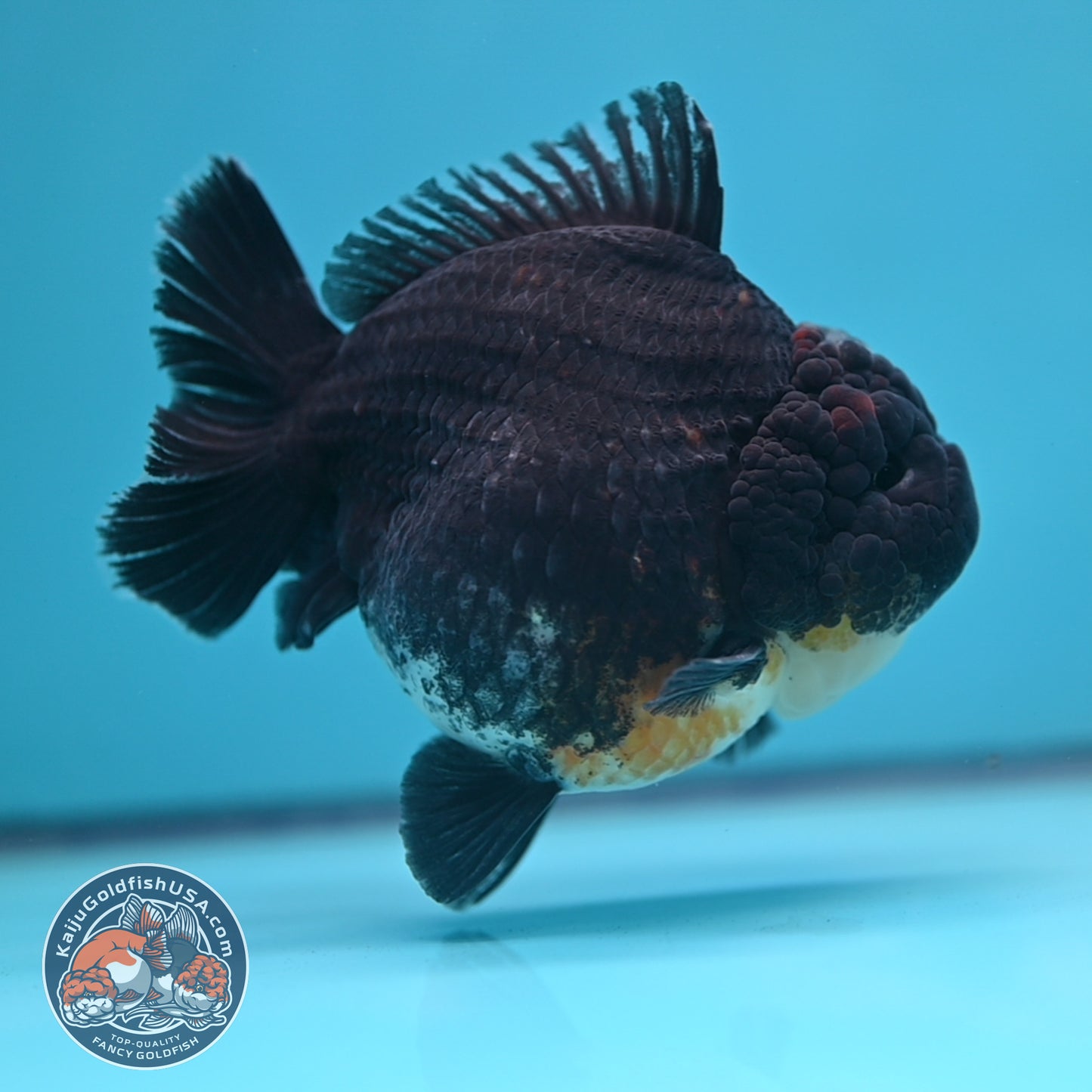 Kirin Oranda 4inch Body (250613_OR07)