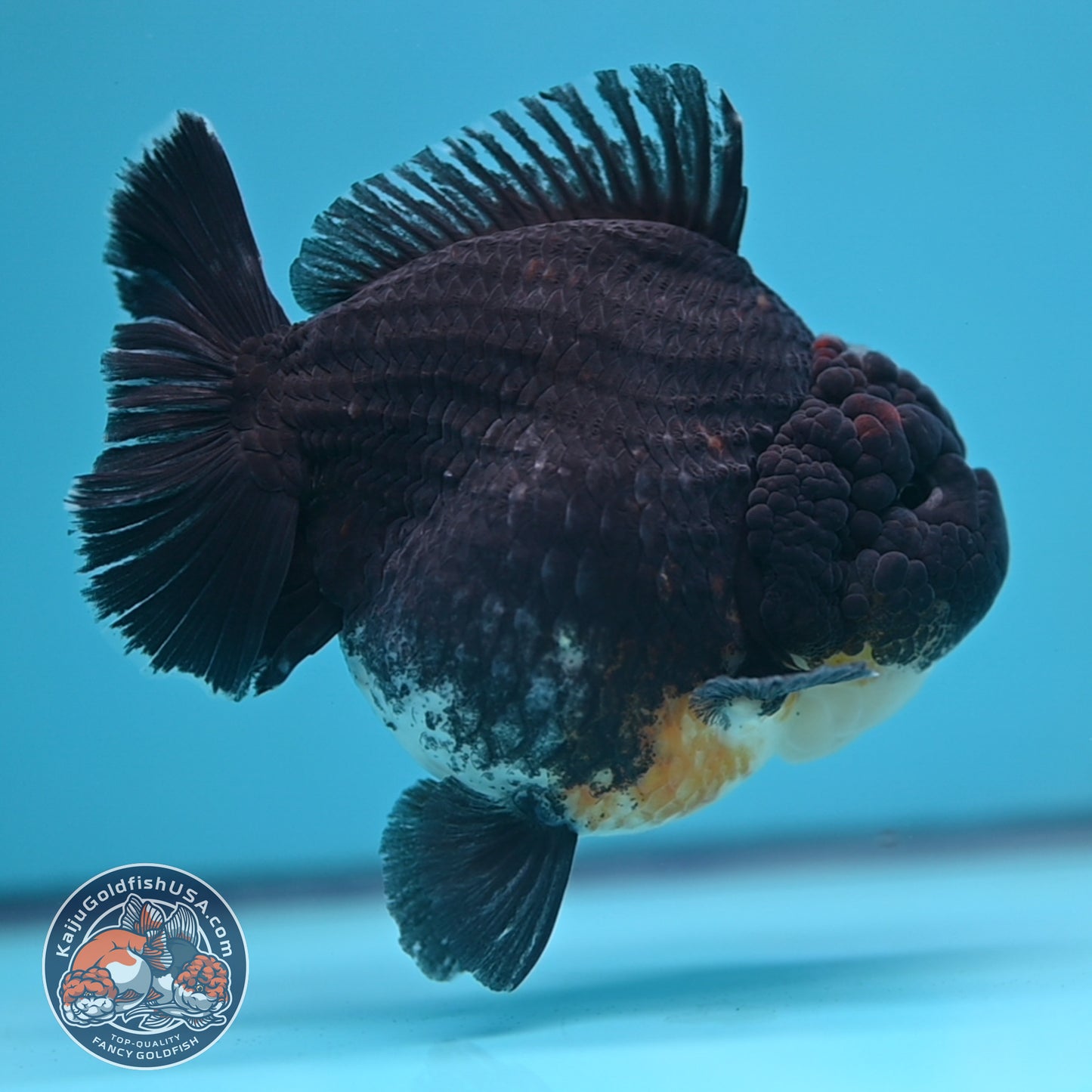 Kirin Oranda 4inch Body (250613_OR07)