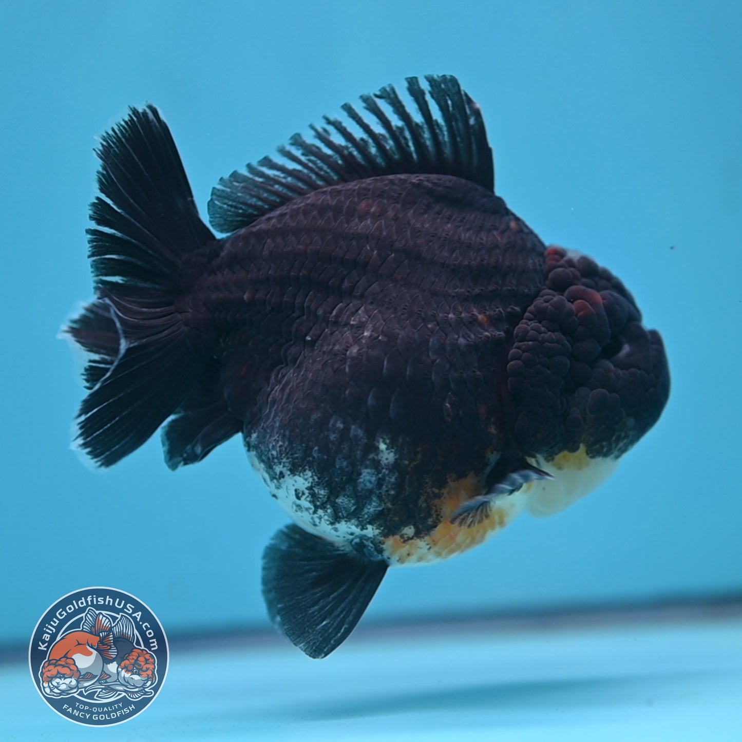 Kirin Oranda 4inch Body (250613_OR07)
