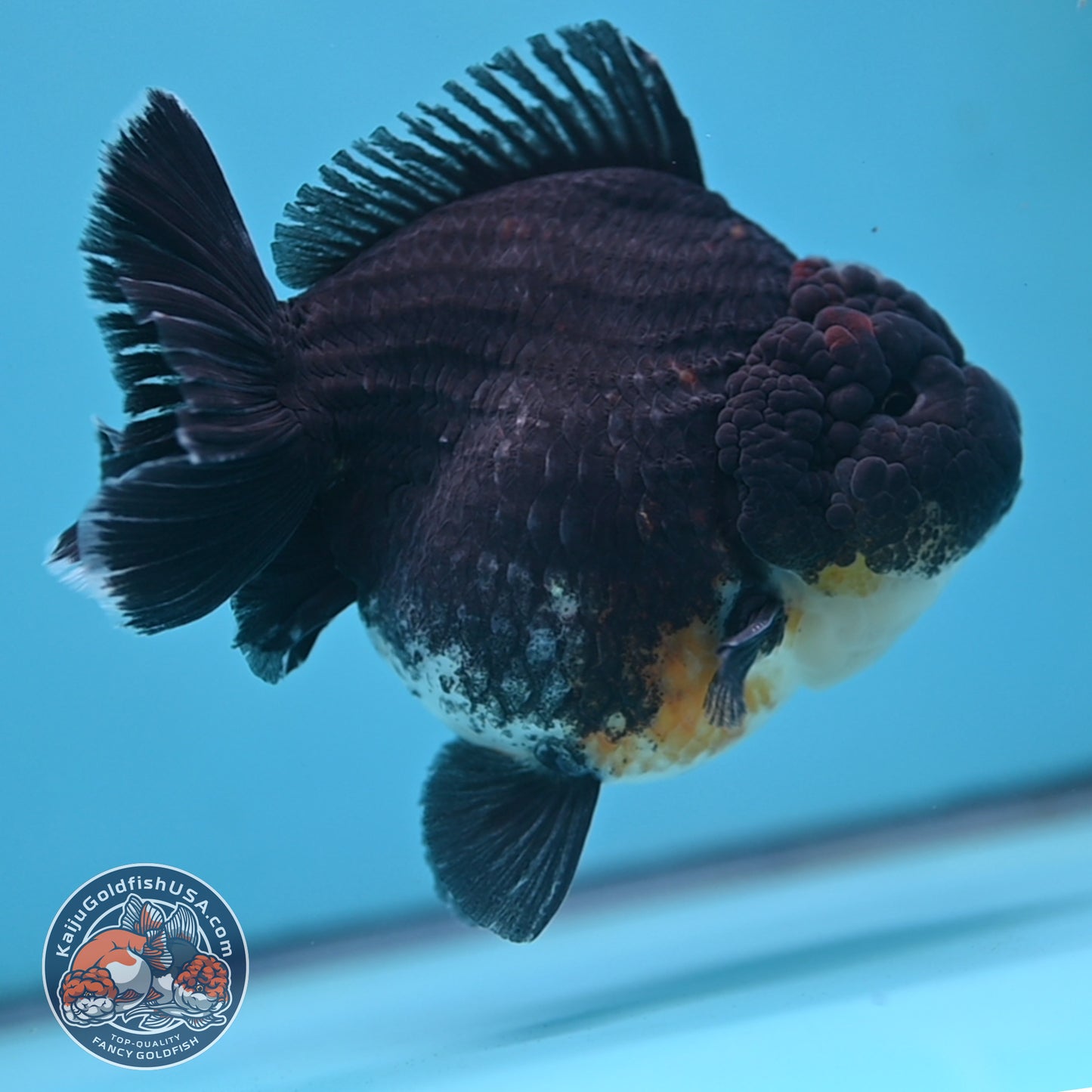 Kirin Oranda 4inch Body (250613_OR07)