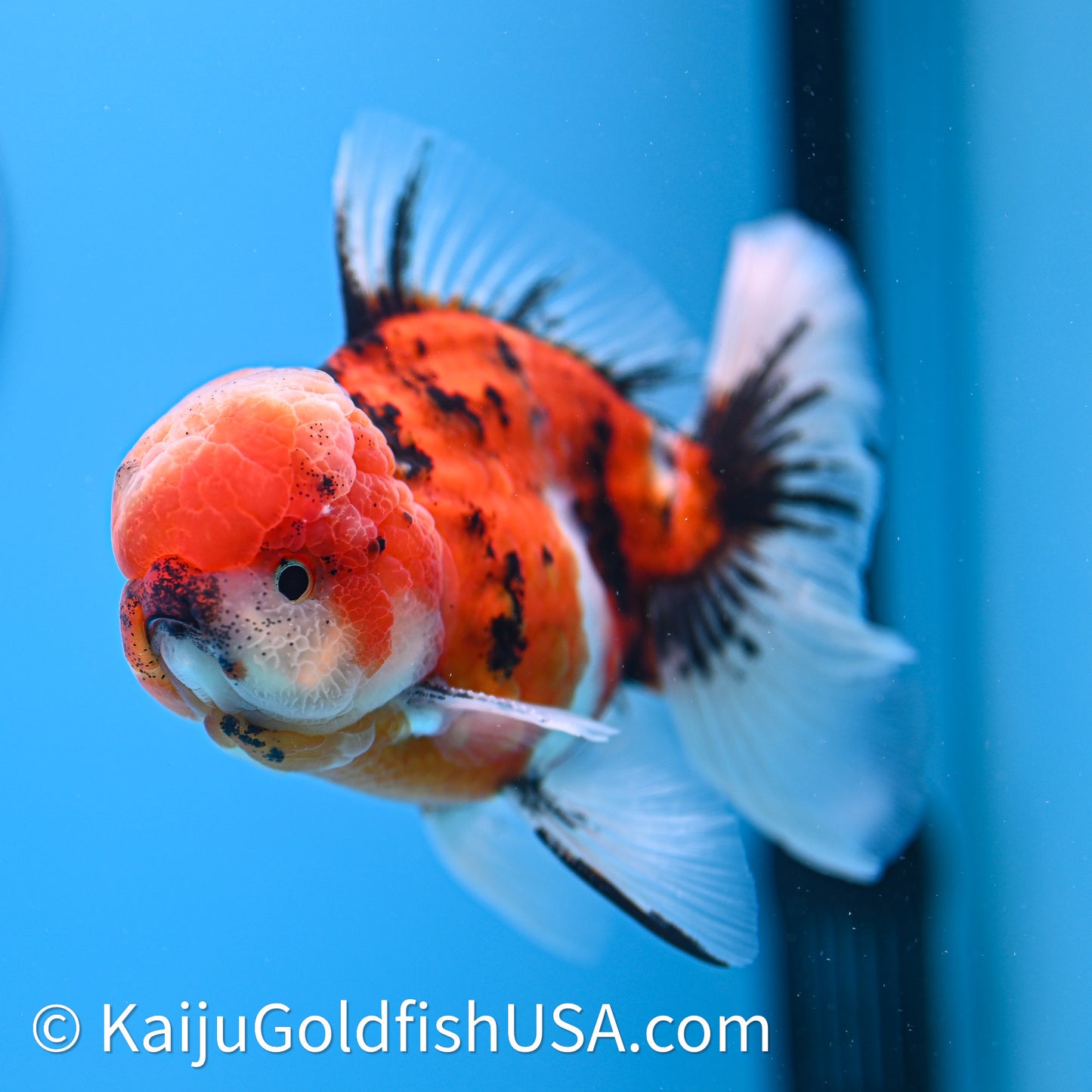 Tricolor Tiger Rose Tail Oranda 3.8in Body (240628_OR07) - Kaiju Goldfish USA