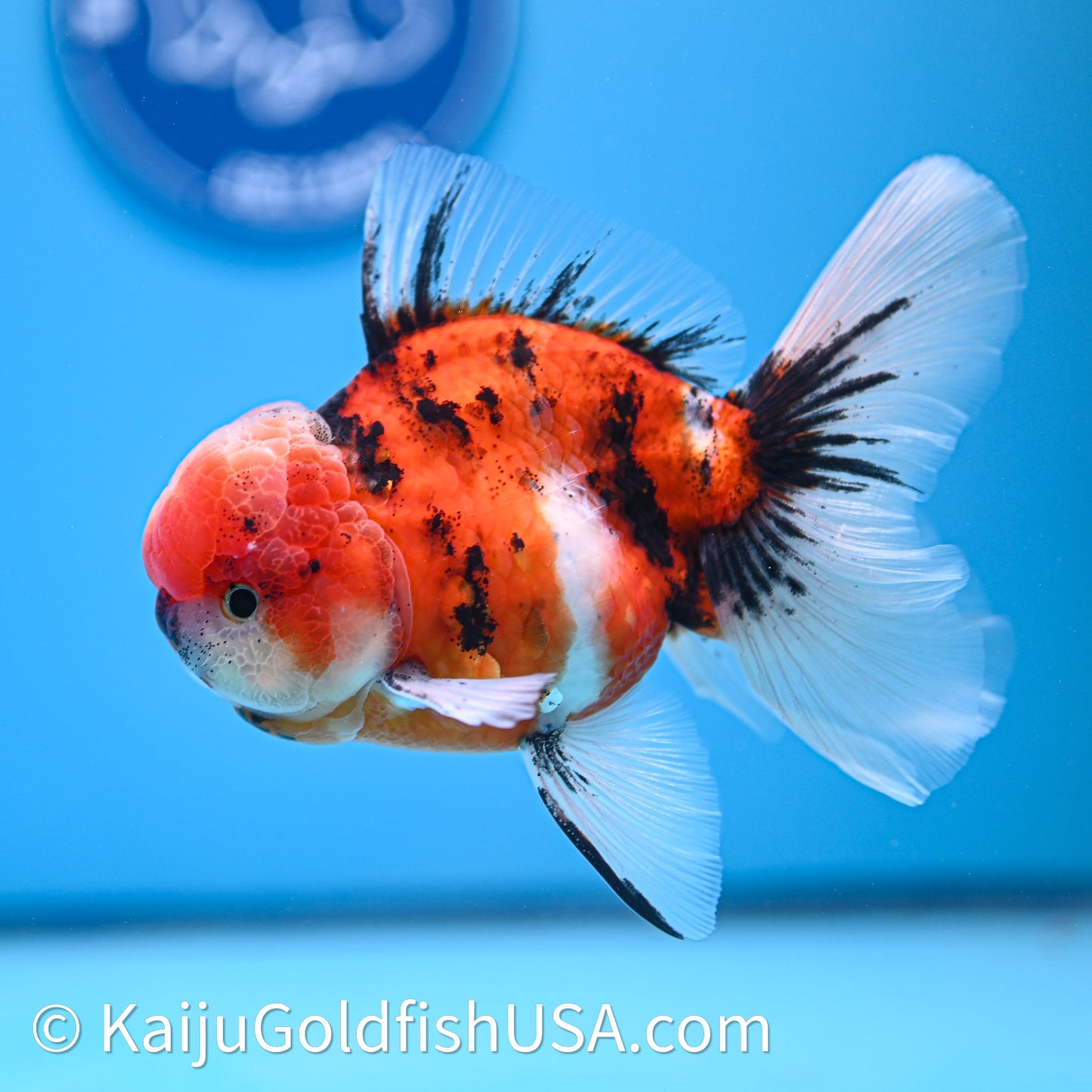 Tricolor Tiger Rose Tail Oranda 3.8in Body (240628_OR07) - Kaiju Goldfish USA