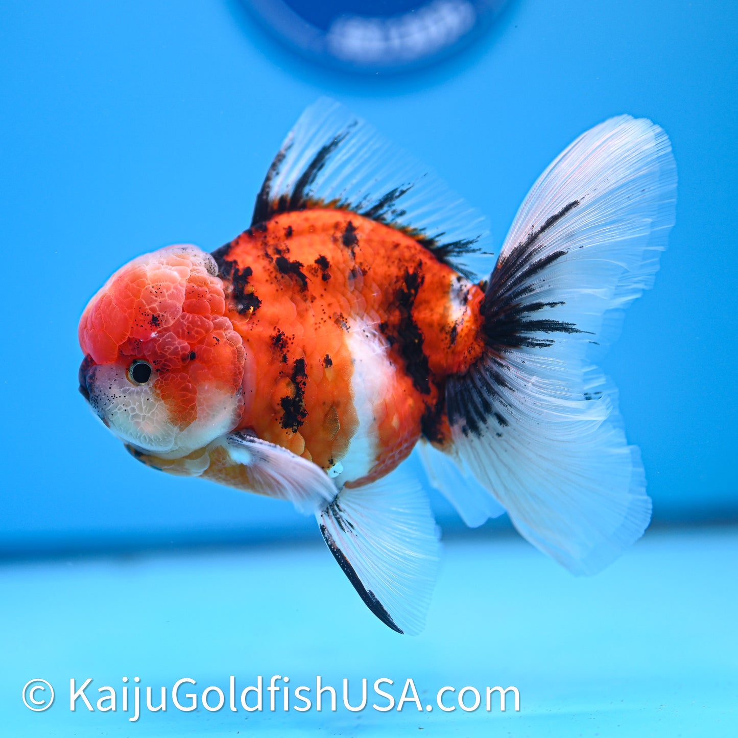 Tricolor Tiger Rose Tail Oranda 3.8in Body (240628_OR07) - Kaiju Goldfish USA