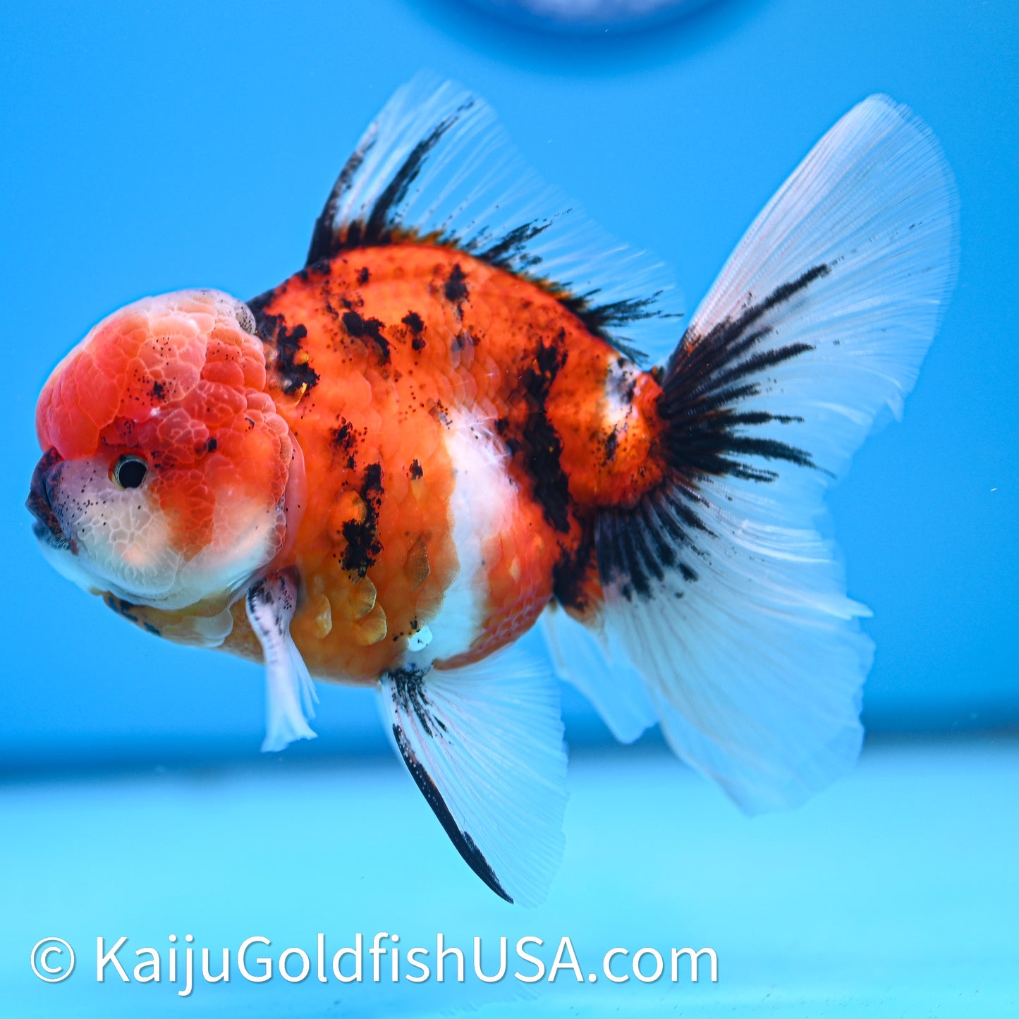 Tricolor Tiger Rose Tail Oranda 3.8in Body (240628_OR07) - Kaiju Goldfish USA
