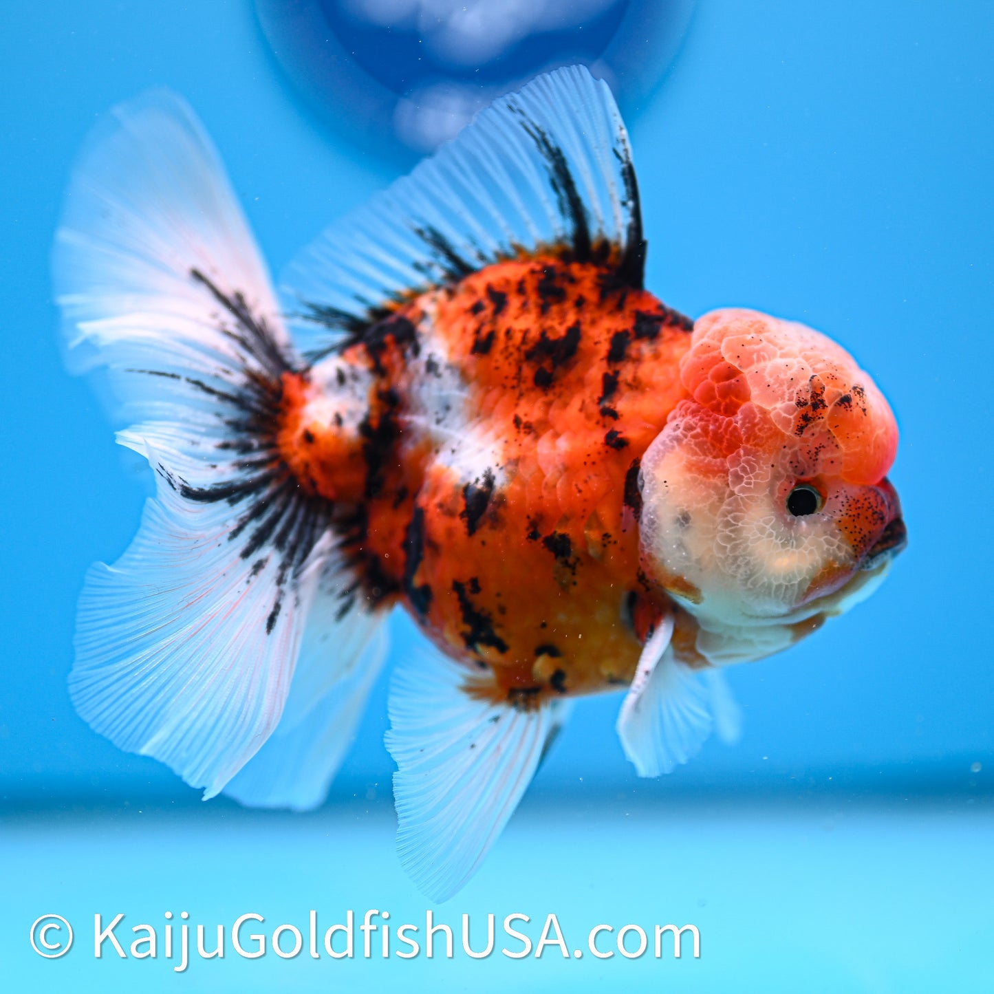 Tricolor Tiger Rose Tail Oranda 3.8in Body (240628_OR07) - Kaiju Goldfish USA
