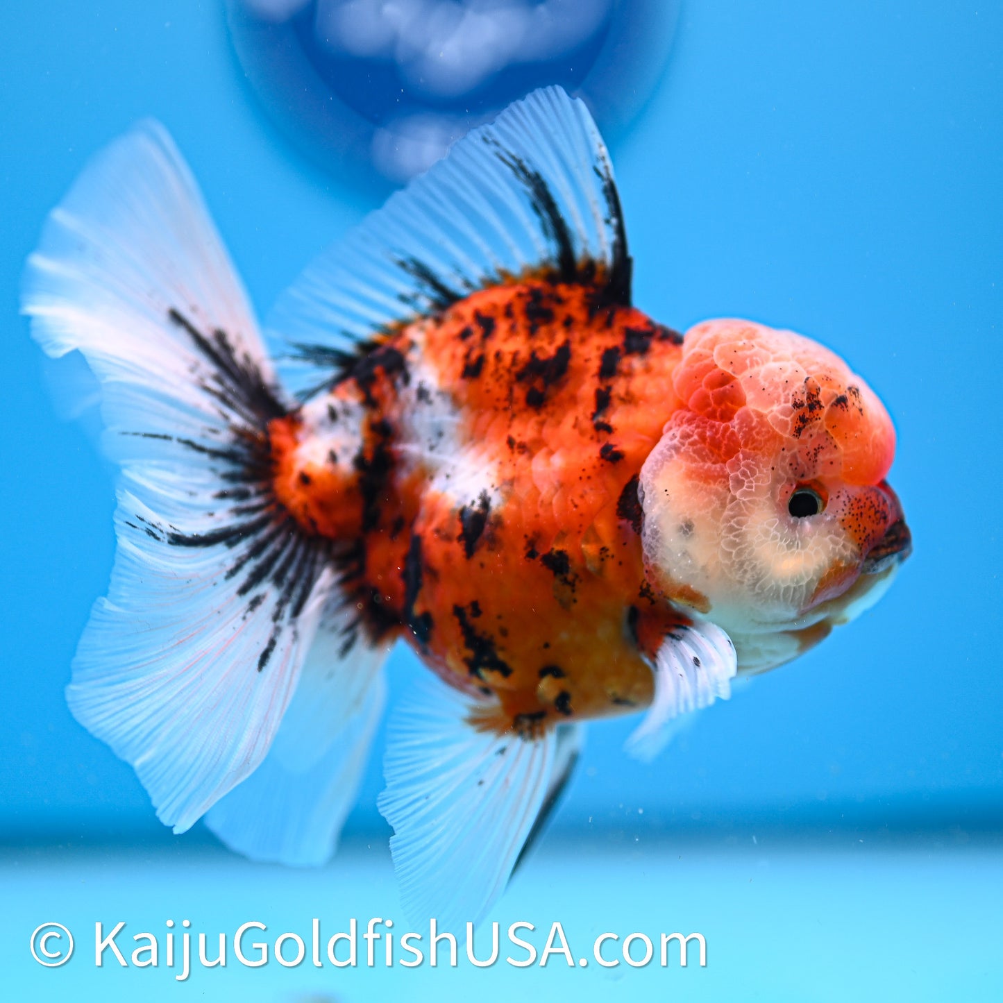 Tricolor Tiger Rose Tail Oranda 3.8in Body (240628_OR07) - Kaiju Goldfish USA