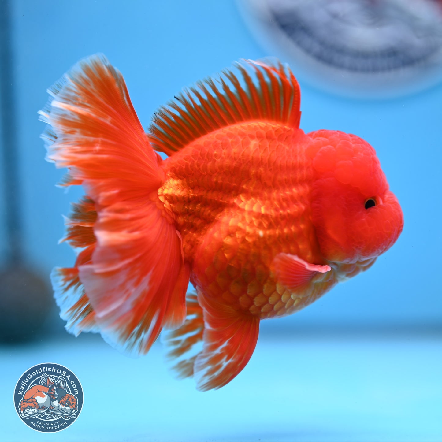 Fiery Classic Red Rose Tail Oranda 3.5 inches Body - Male (250228_OR07)