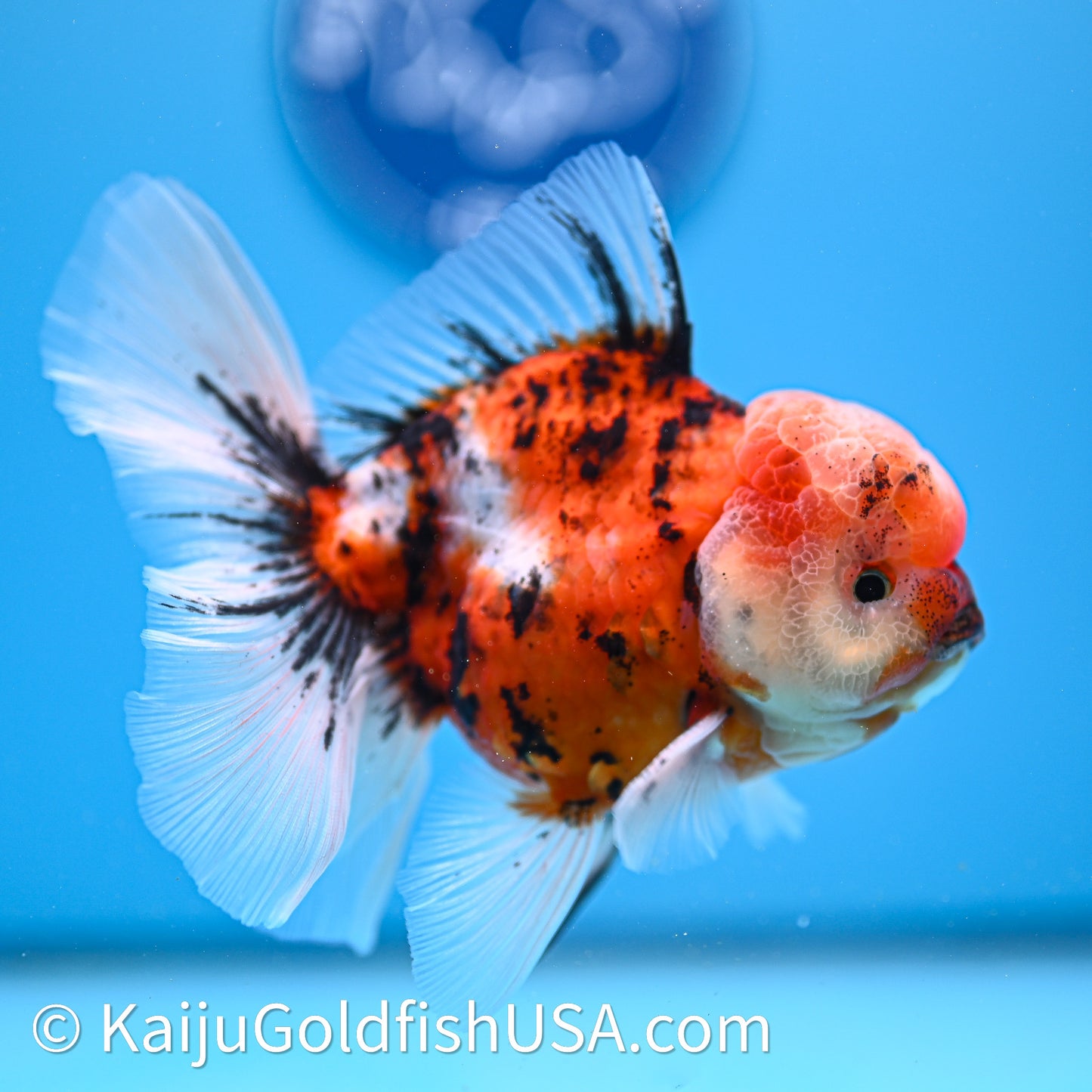 Tricolor Tiger Rose Tail Oranda 3.8in Body (240628_OR07) - Kaiju Goldfish USA