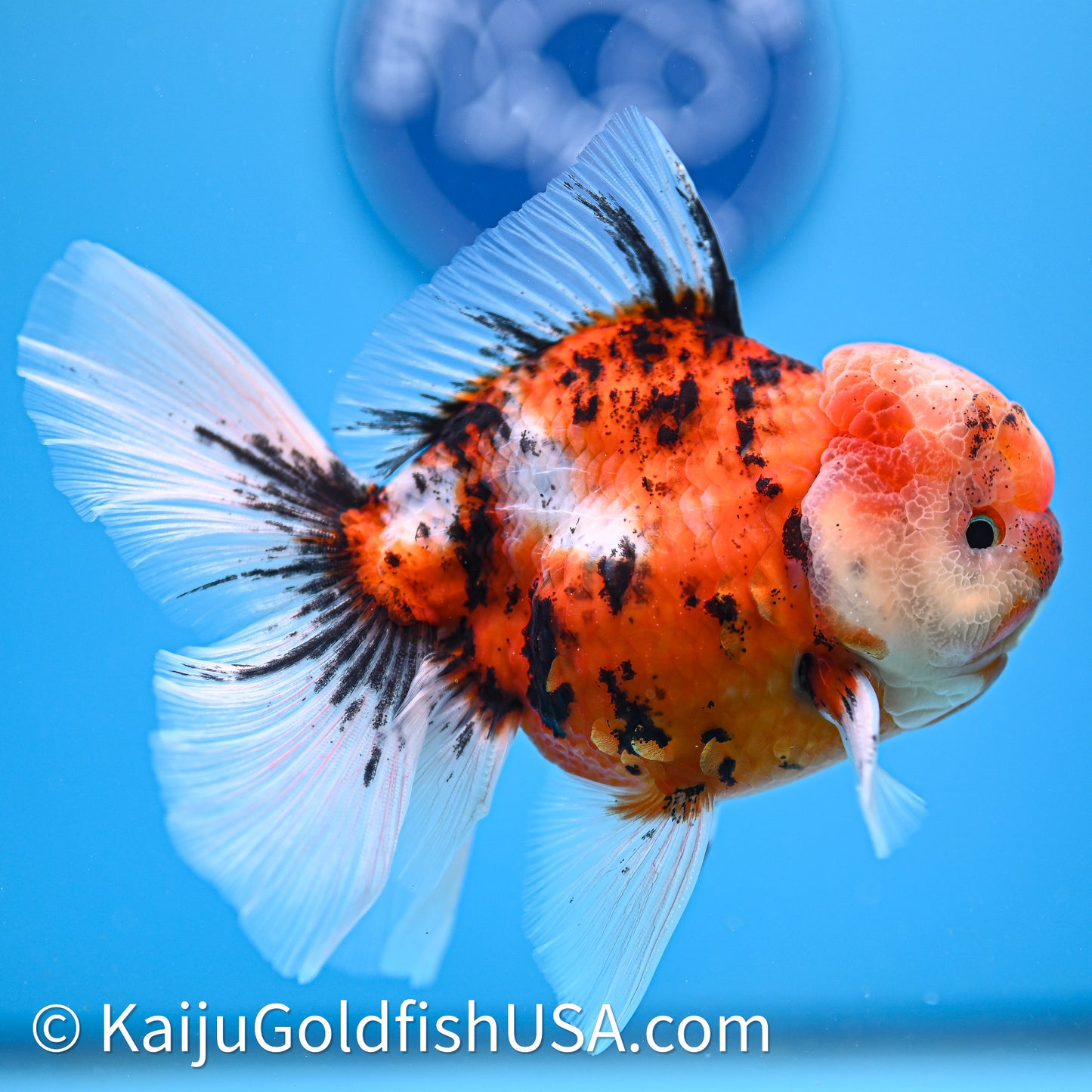 Tricolor Tiger Rose Tail Oranda 3.8in Body (240628_OR07) - Kaiju Goldfish USA
