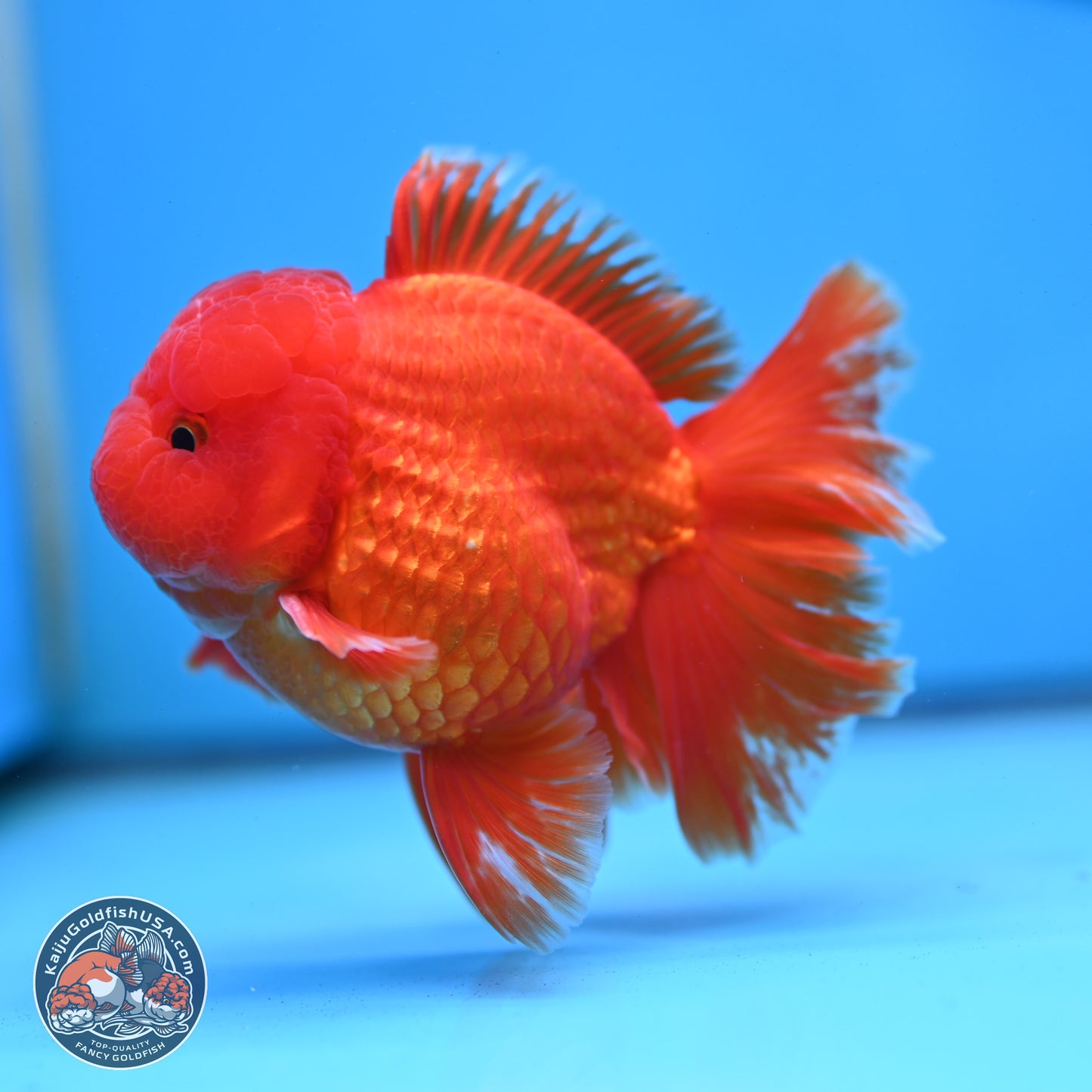 Fiery Classic Red Rose Tail Oranda 3.5 inches Body - Male (250228_OR07)