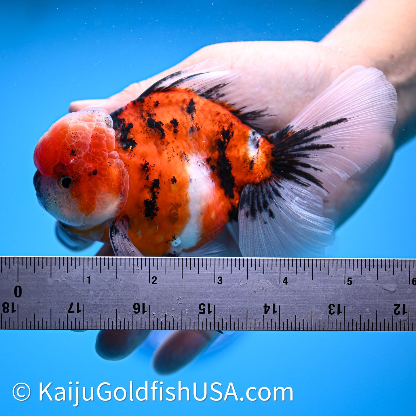 Tricolor Tiger Rose Tail Oranda 3.8in Body (240628_OR07) - Kaiju Goldfish USA