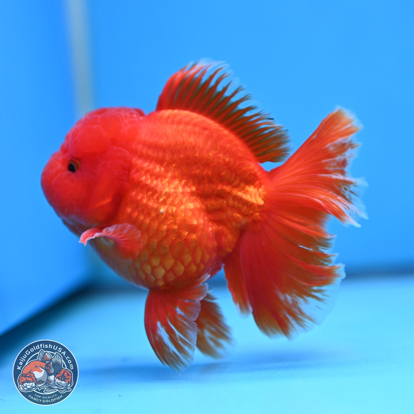 Fiery Classic Red Rose Tail Oranda 3.5 inches Body - Male (250228_OR07)