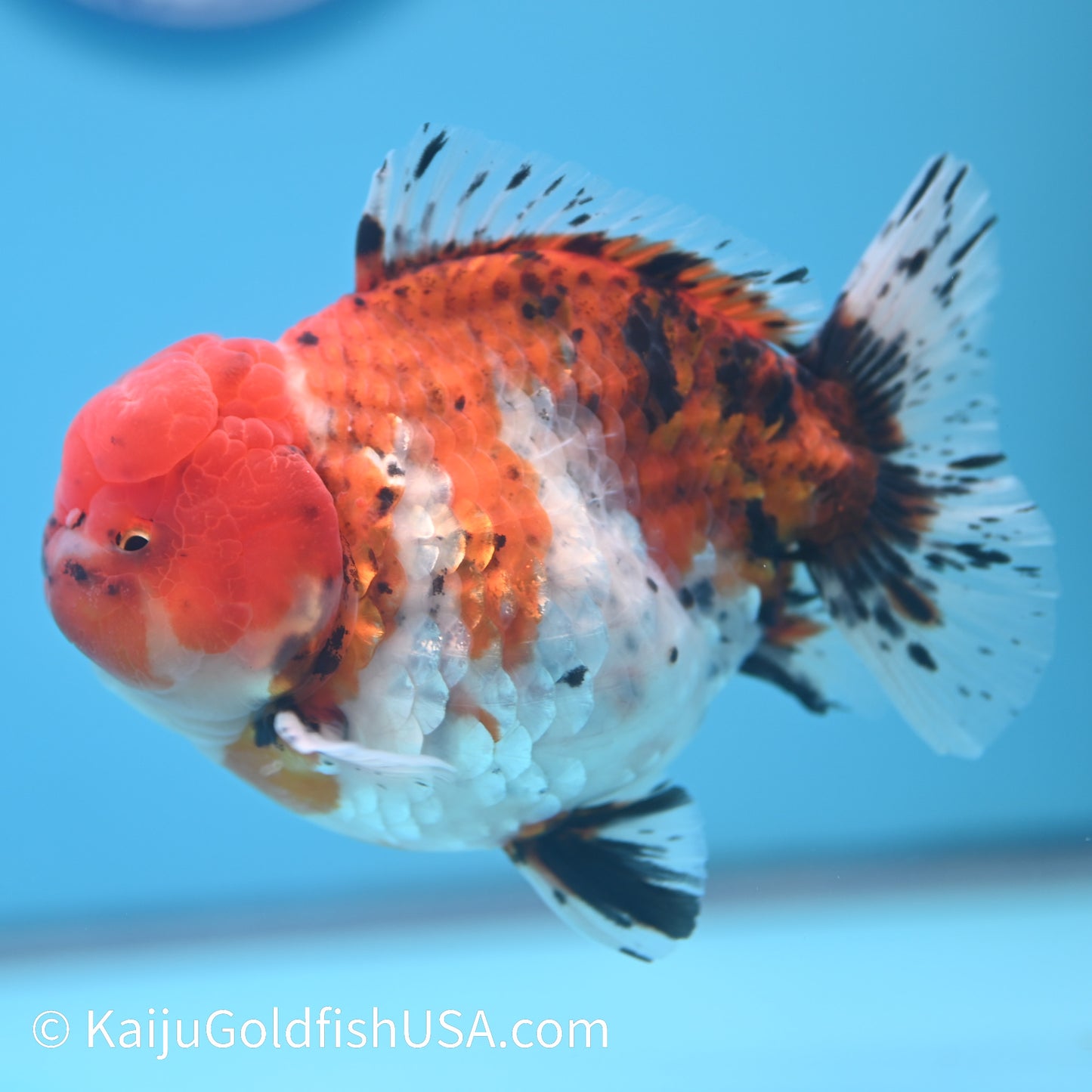 Tricolor YuanBao Oranda 4-4.5 inches (240308_OR07) - Kaiju Goldfish USA