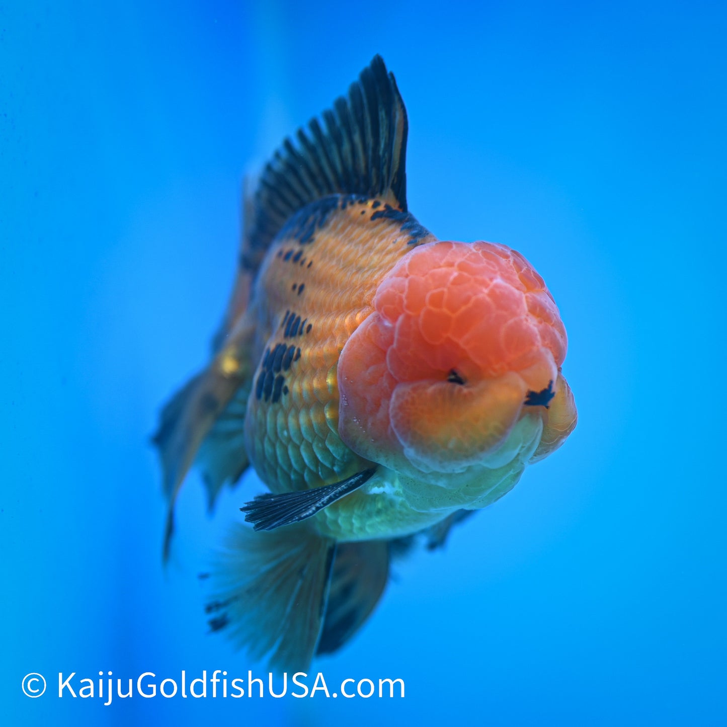 Apache Rose Tail Oranda 4.5-5 inches (240322_OR7) - Kaiju Goldfish USA