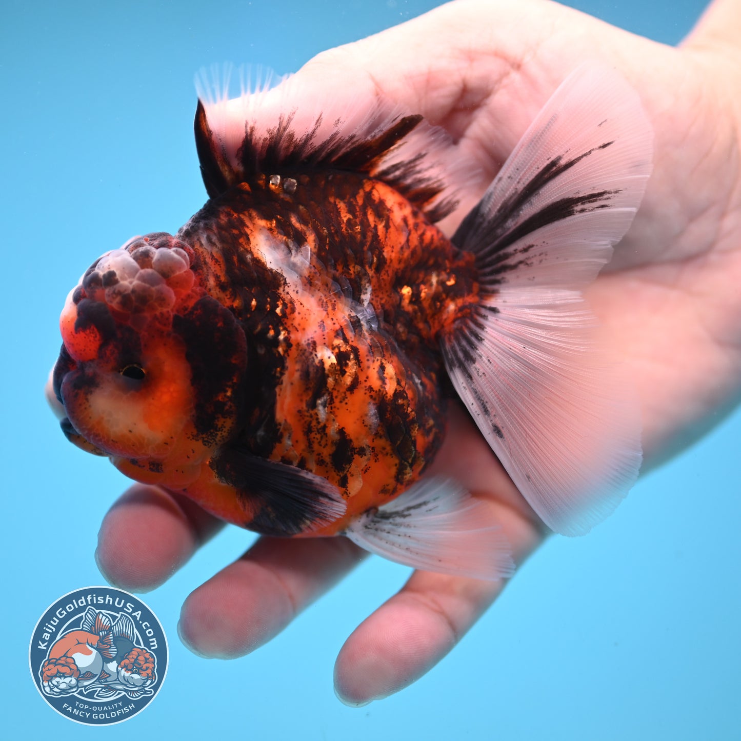 Tricolor Tiger Oranda 3.5 inch Body (250822_OR07)