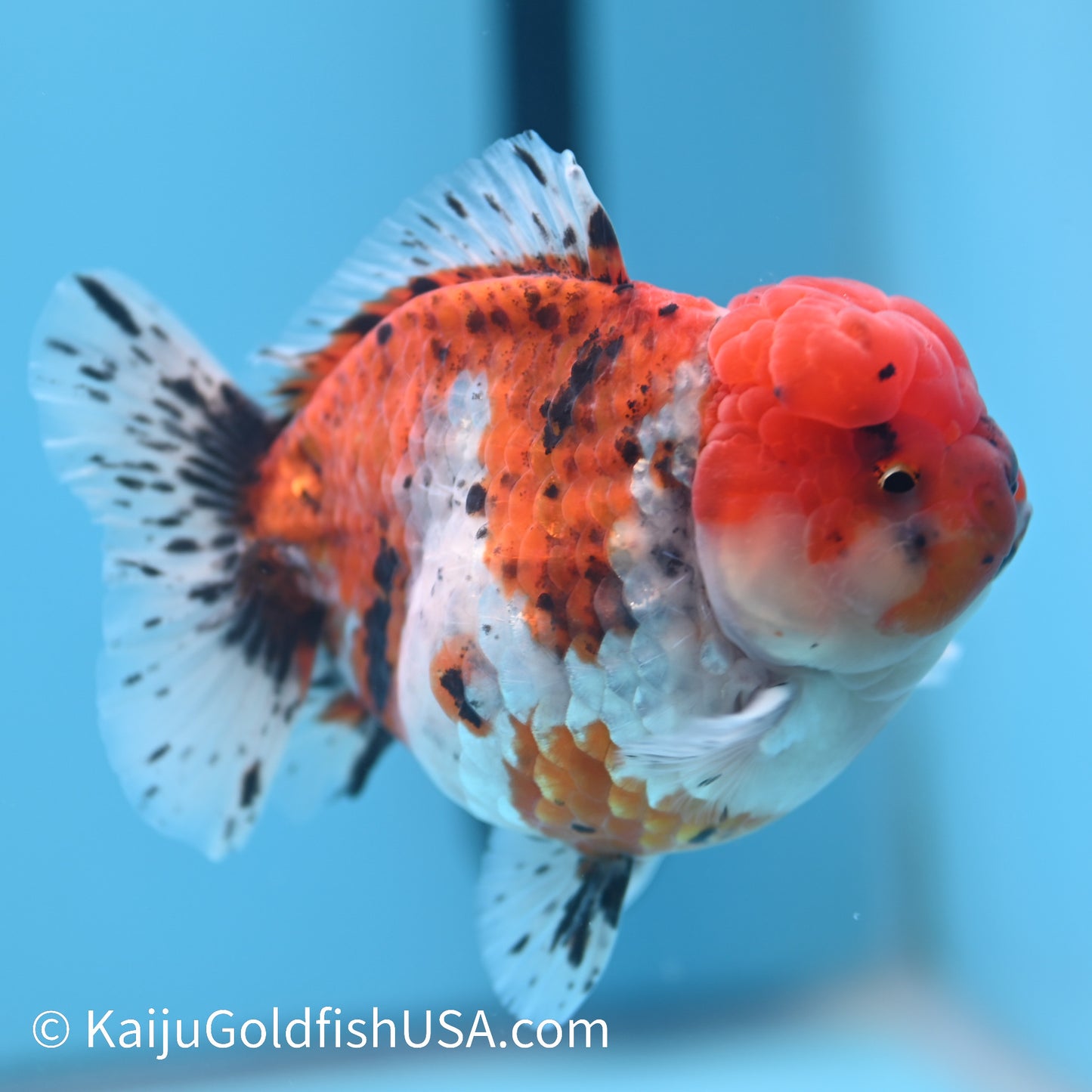 Tricolor YuanBao Oranda 4-4.5 inches (240308_OR07) - Kaiju Goldfish USA