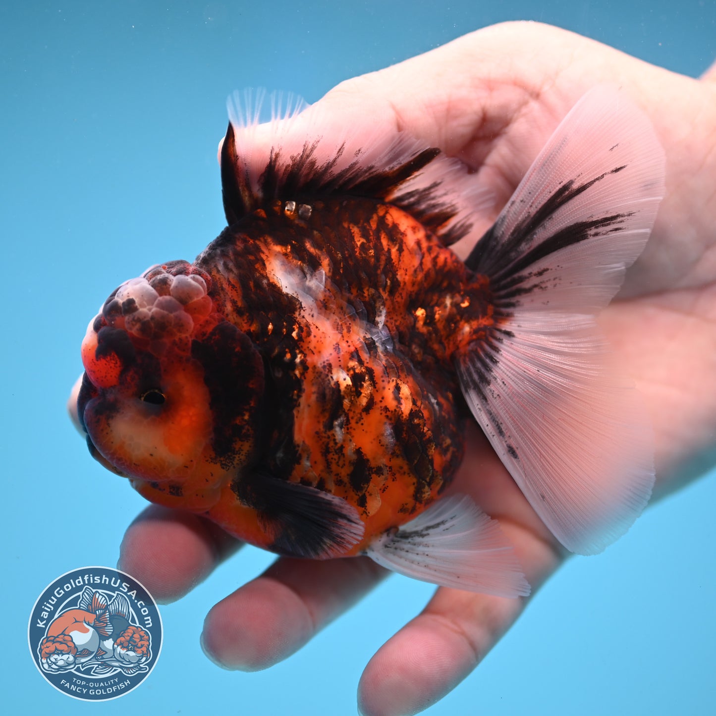 Tricolor Tiger Oranda 3.5 inch Body (250822_OR07)