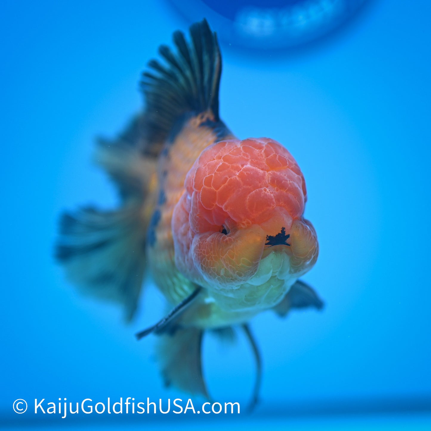 Apache Rose Tail Oranda 4.5-5 inches (240322_OR7) - Kaiju Goldfish USA