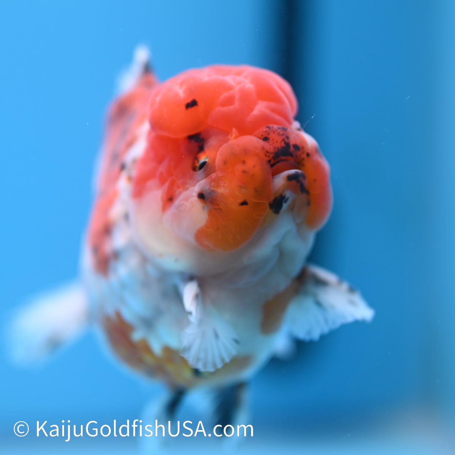 Tricolor YuanBao Oranda 4-4.5 inches (240308_OR07) - Kaiju Goldfish USA