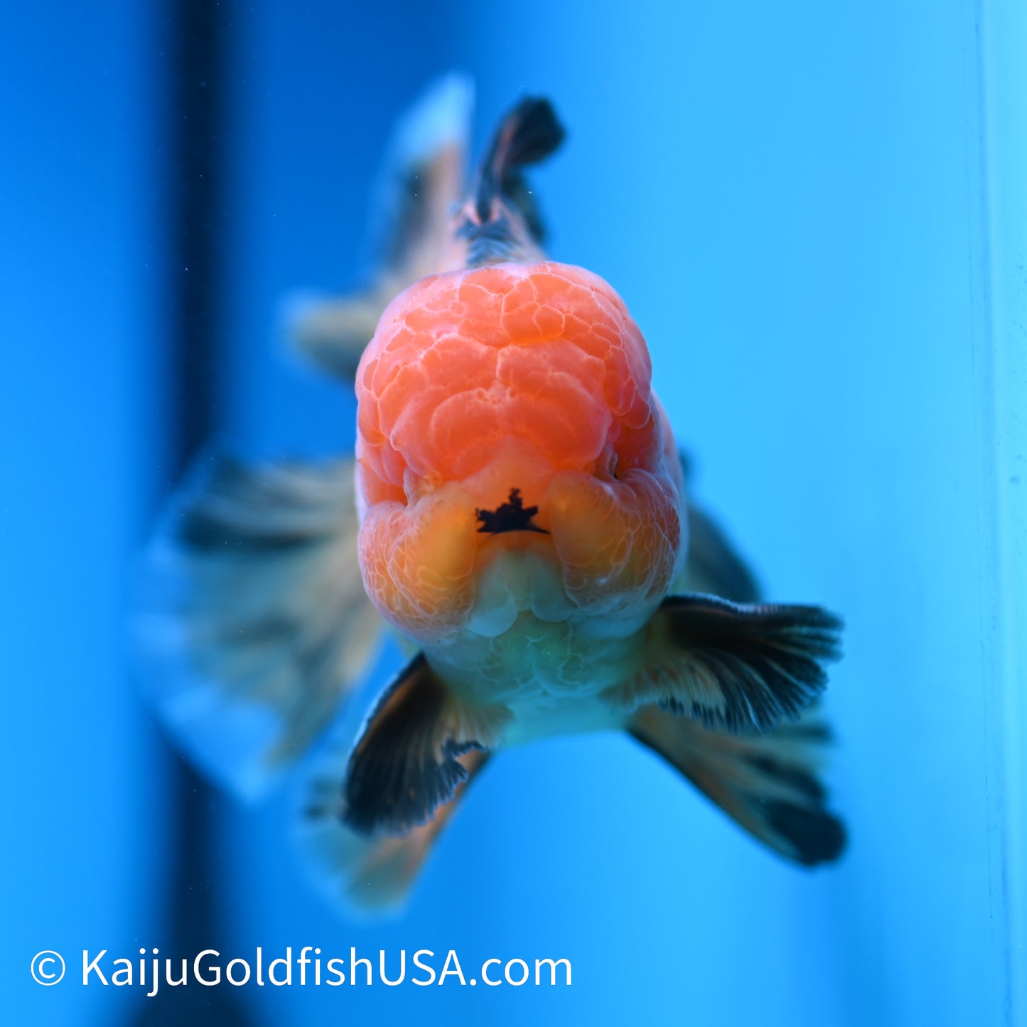 Apache Rose Tail Oranda 4.5-5 inches (240322_OR7) - Kaiju Goldfish USA