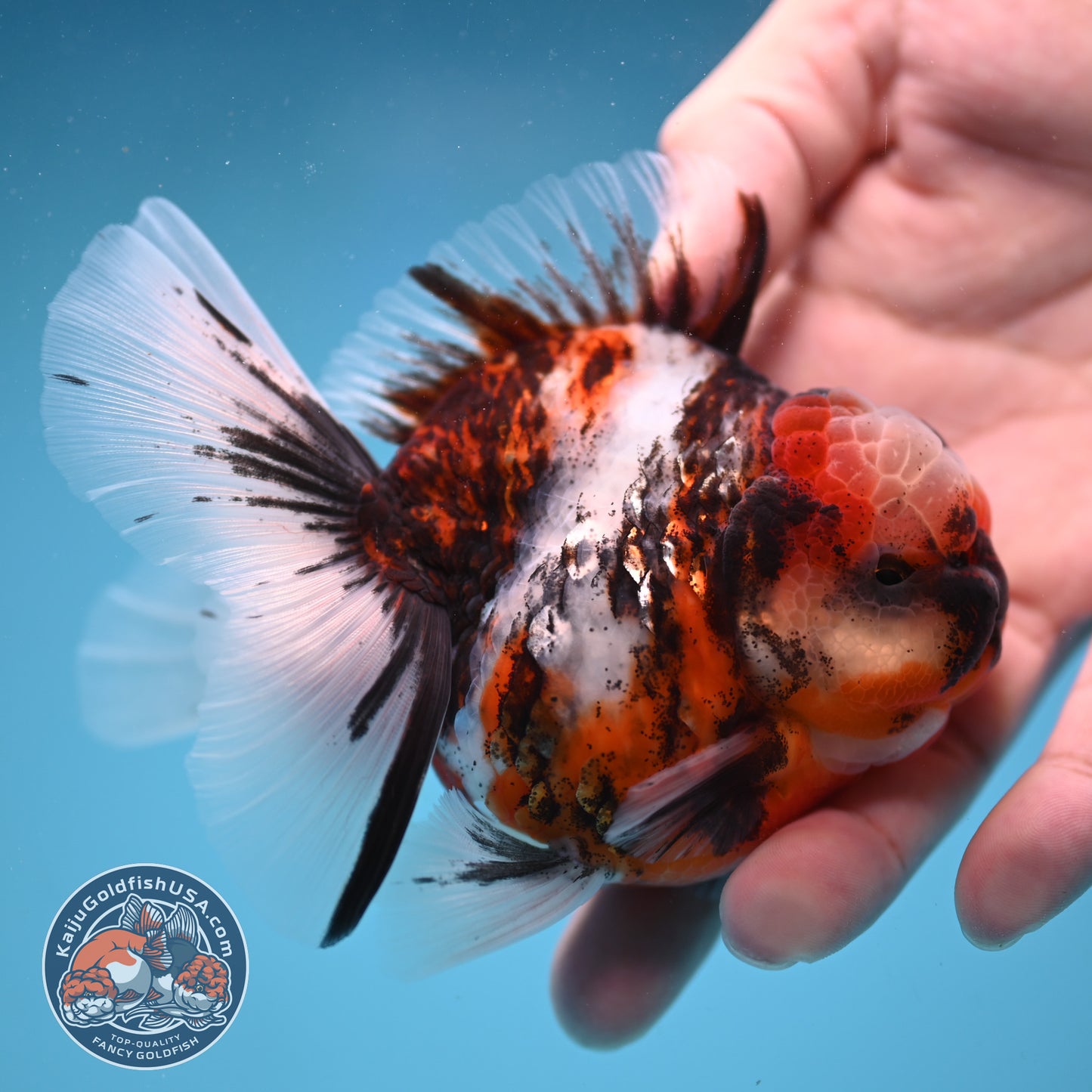 Tricolor Tiger Oranda 3.5 inch Body (250822_OR07)
