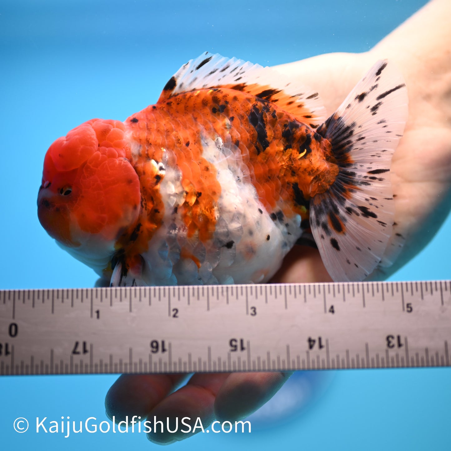 Tricolor YuanBao Oranda 4-4.5 inches (240308_OR07) - Kaiju Goldfish USA