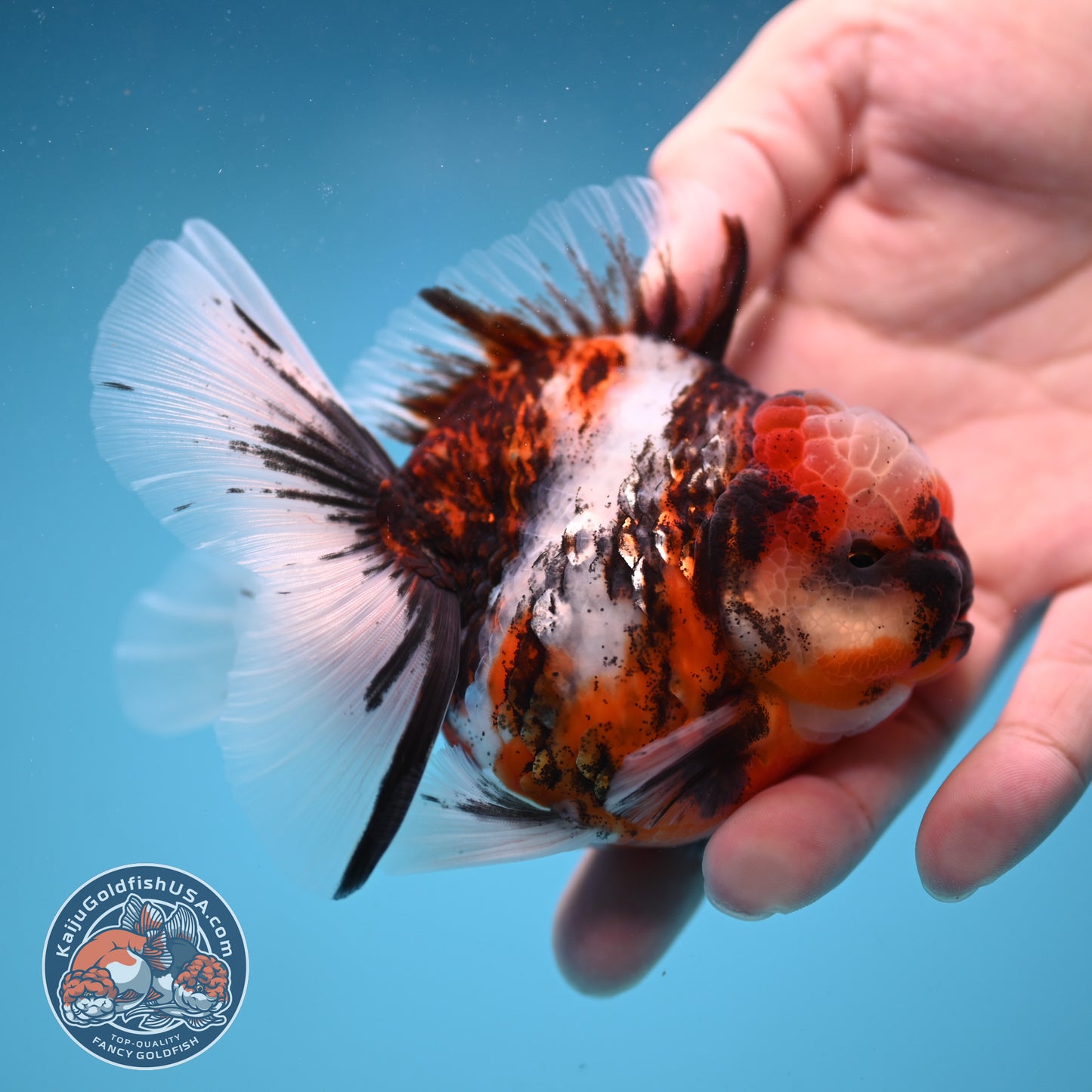 Tricolor Tiger Oranda 3.5 inch Body (250822_OR07)