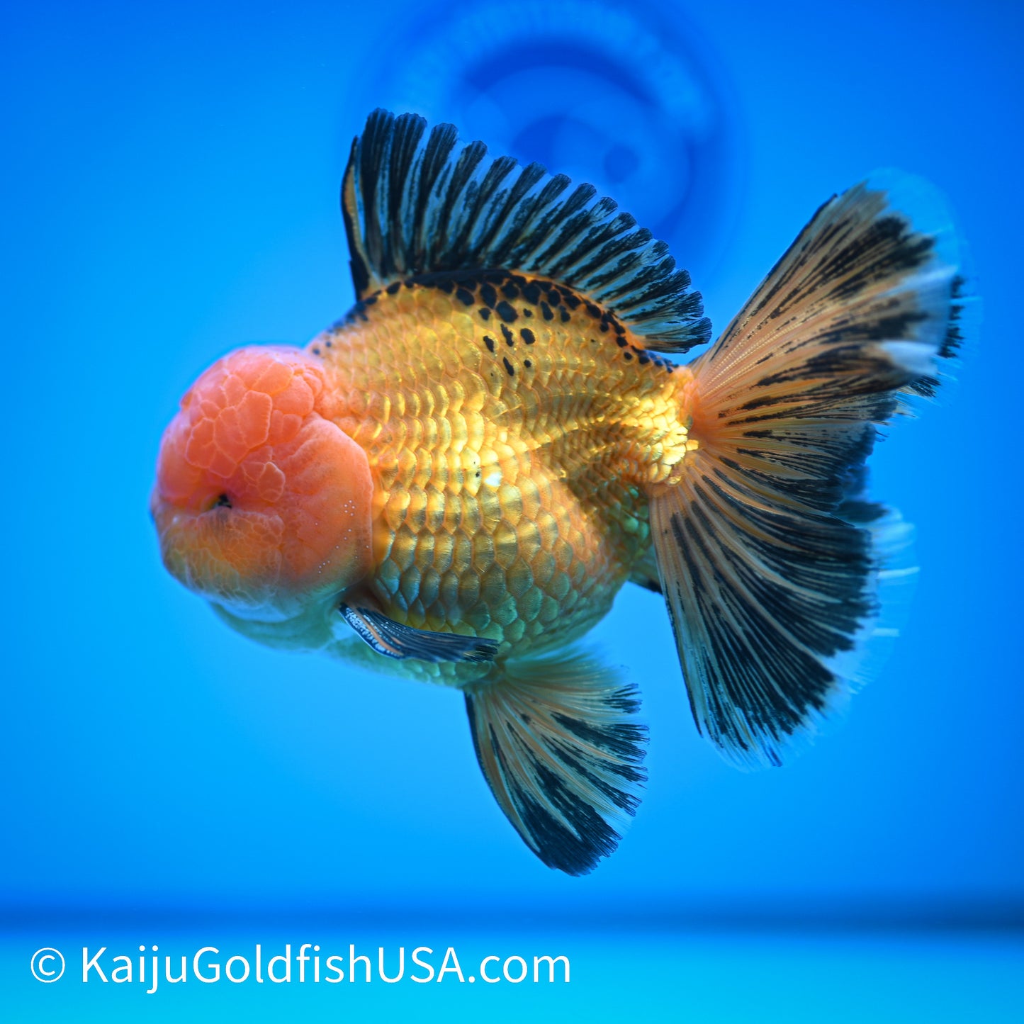 Apache Rose Tail Oranda 4.5-5 inches (240322_OR7) - Kaiju Goldfish USA