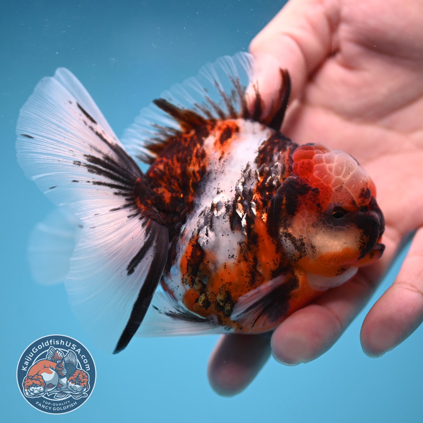 Tricolor Tiger Oranda 3.5 inch Body (250822_OR07)