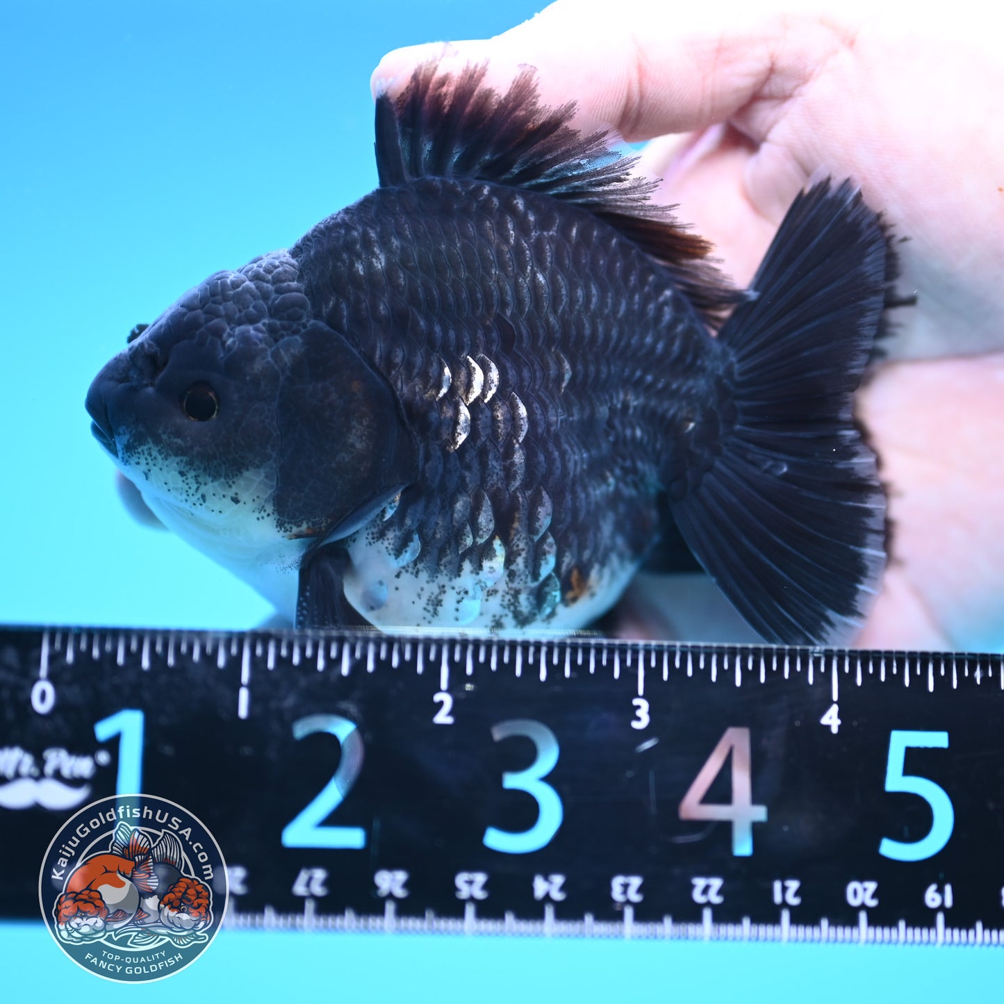 Shogun Blue Base Kirin Oranda 4 inch Body (250815_OR07)