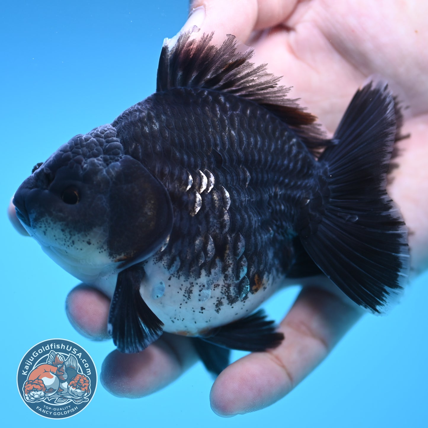 Shogun Blue Base Kirin Oranda 4 inch Body (250815_OR07)