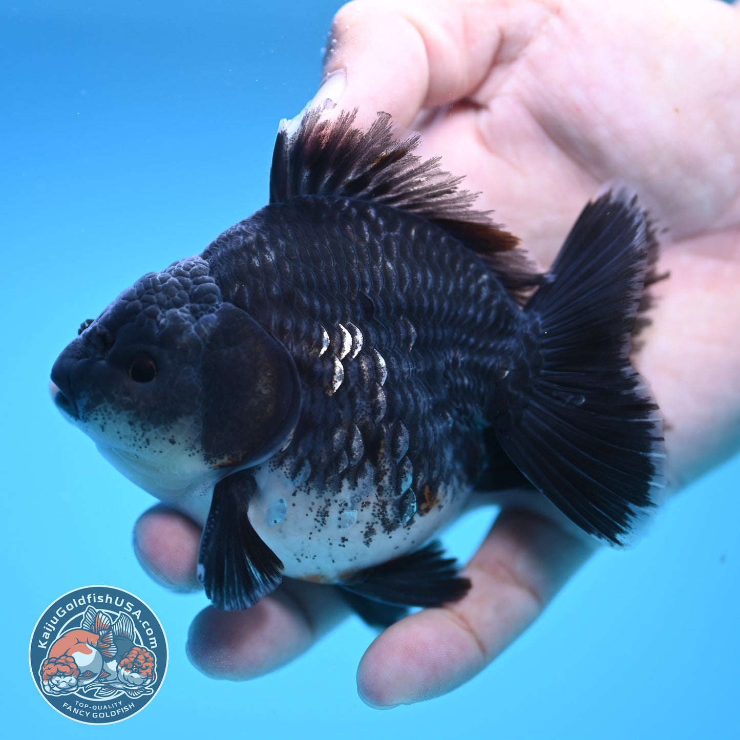 Shogun Blue Base Kirin Oranda 4 inch Body (250815_OR07)