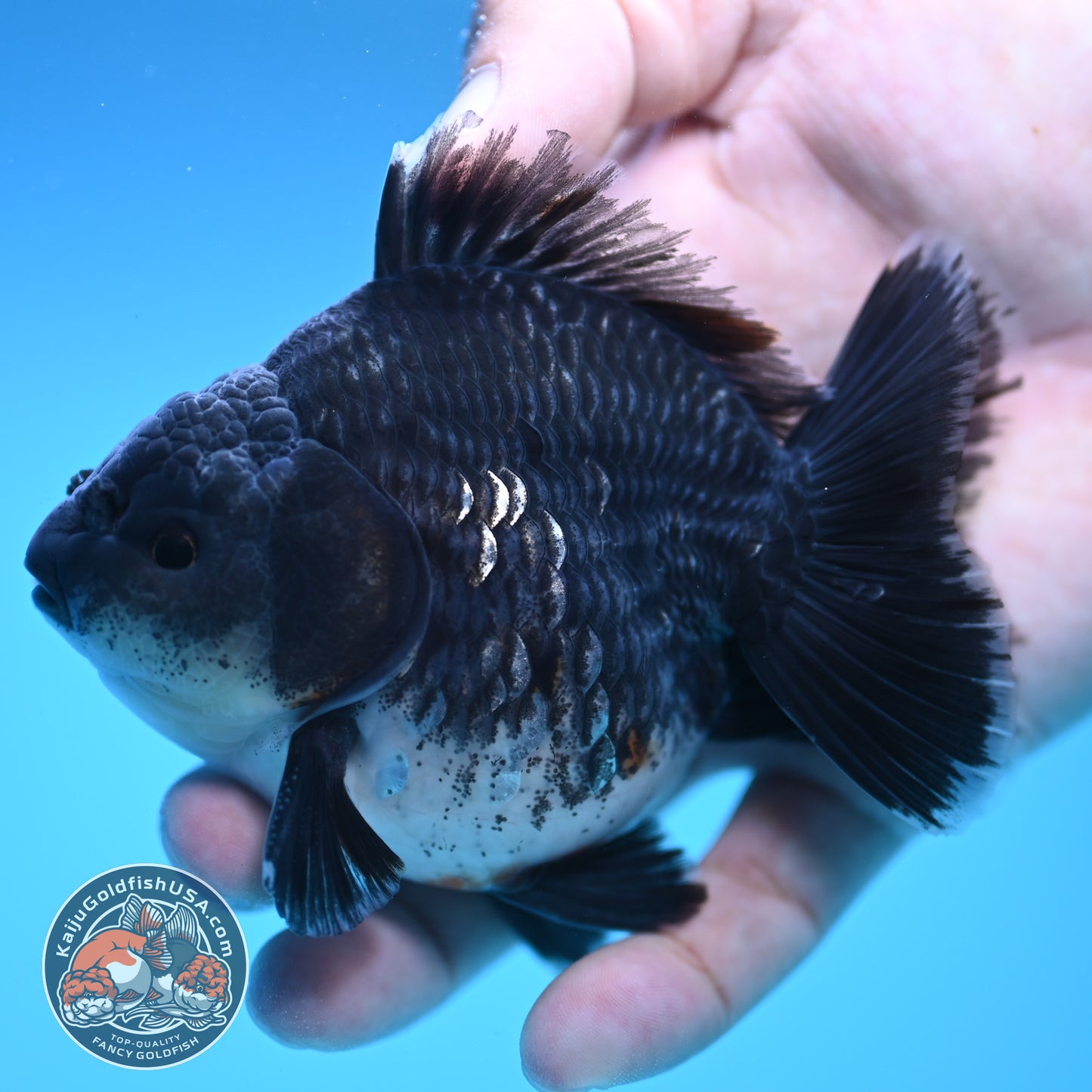 Shogun Blue Base Kirin Oranda 4 inch Body (250815_OR07)