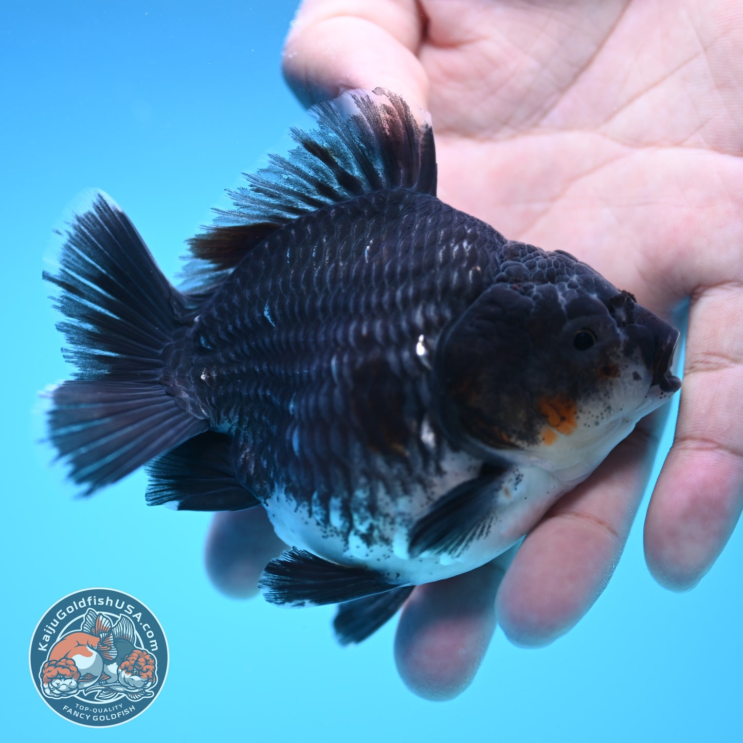 Shogun Blue Base Kirin Oranda 4 inch Body (250815_OR07)