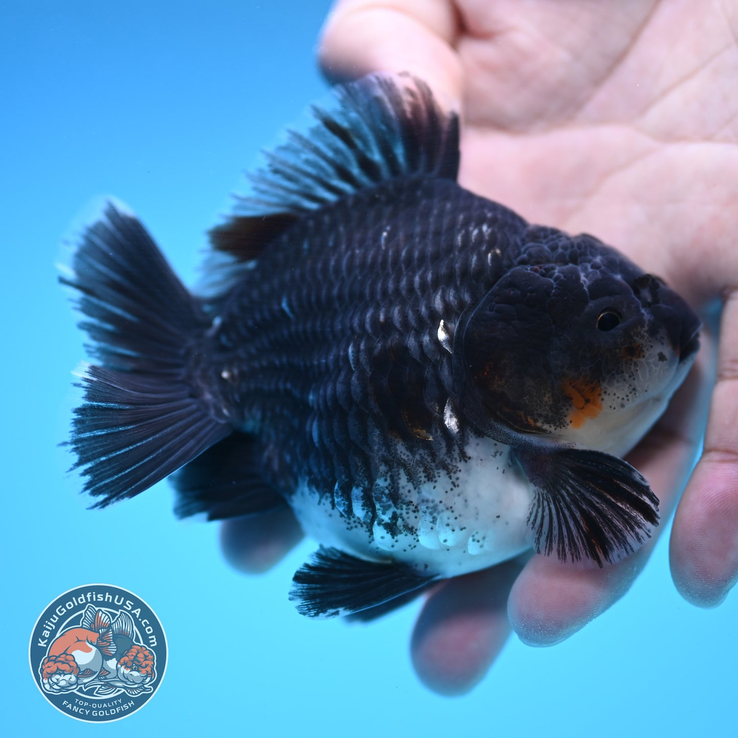 Shogun Blue Base Kirin Oranda 4 inch Body (250815_OR07)
