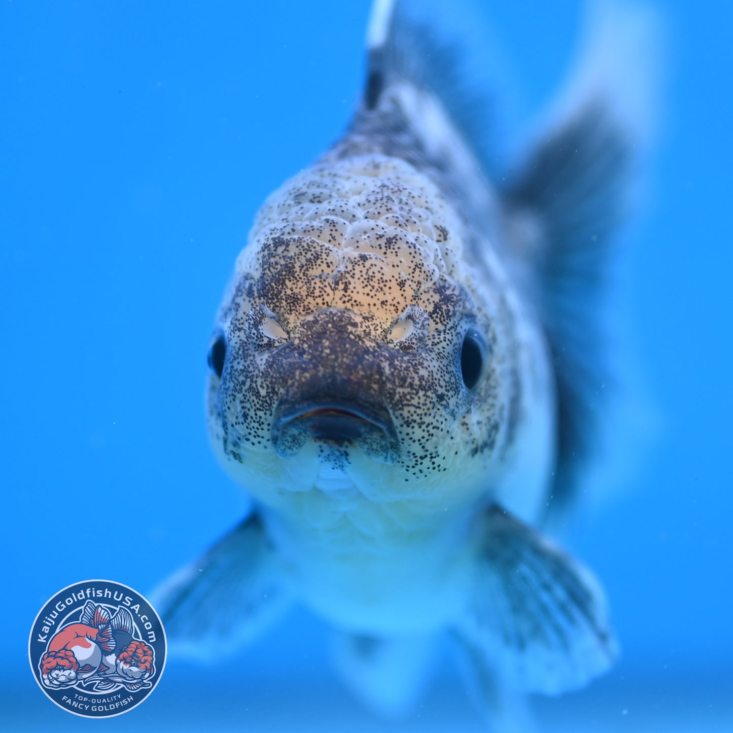 Granite Rosetail Oranda 3.5 inch Body (250926_OR08)