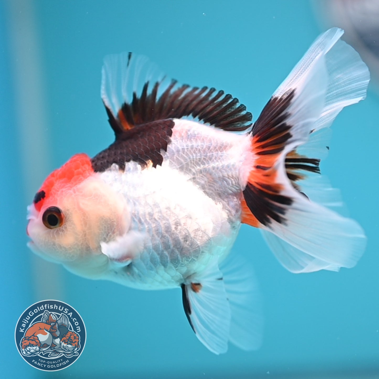 Tricolor Oranda 3 inches Body (250606_OR08)