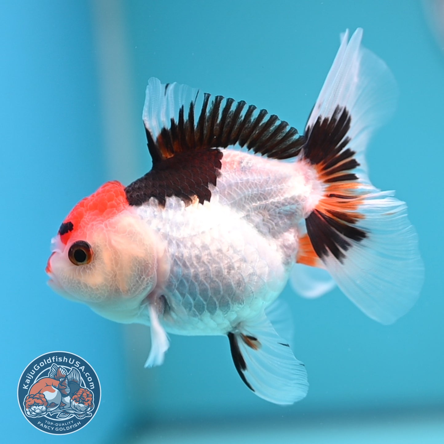 Tricolor Oranda 3 inches Body (250606_OR08)