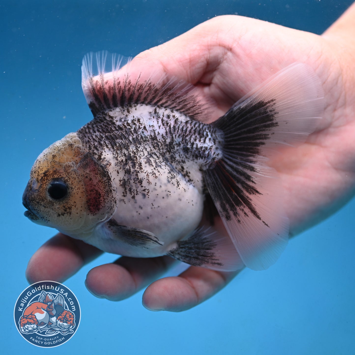 Granite Rosetail Oranda 3.5 inch Body (250926_OR08)
