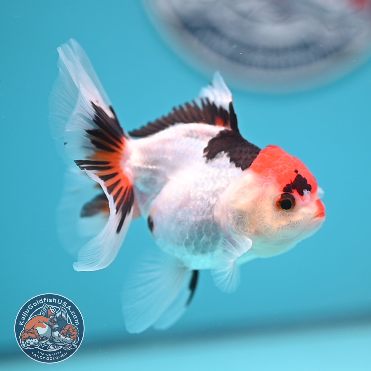 Tricolor Oranda 3 inches Body (250606_OR08)