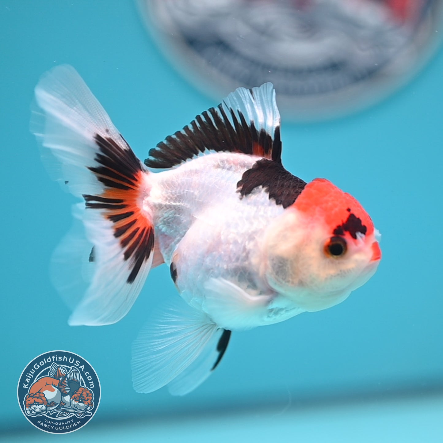 Tricolor Oranda 3 inches Body (250606_OR08)