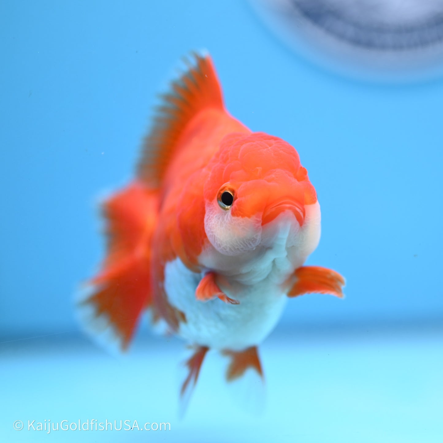Shogun Godzilla Red White Oranda 3.5in Body (240719_OR08) - Kaiju Goldfish USA