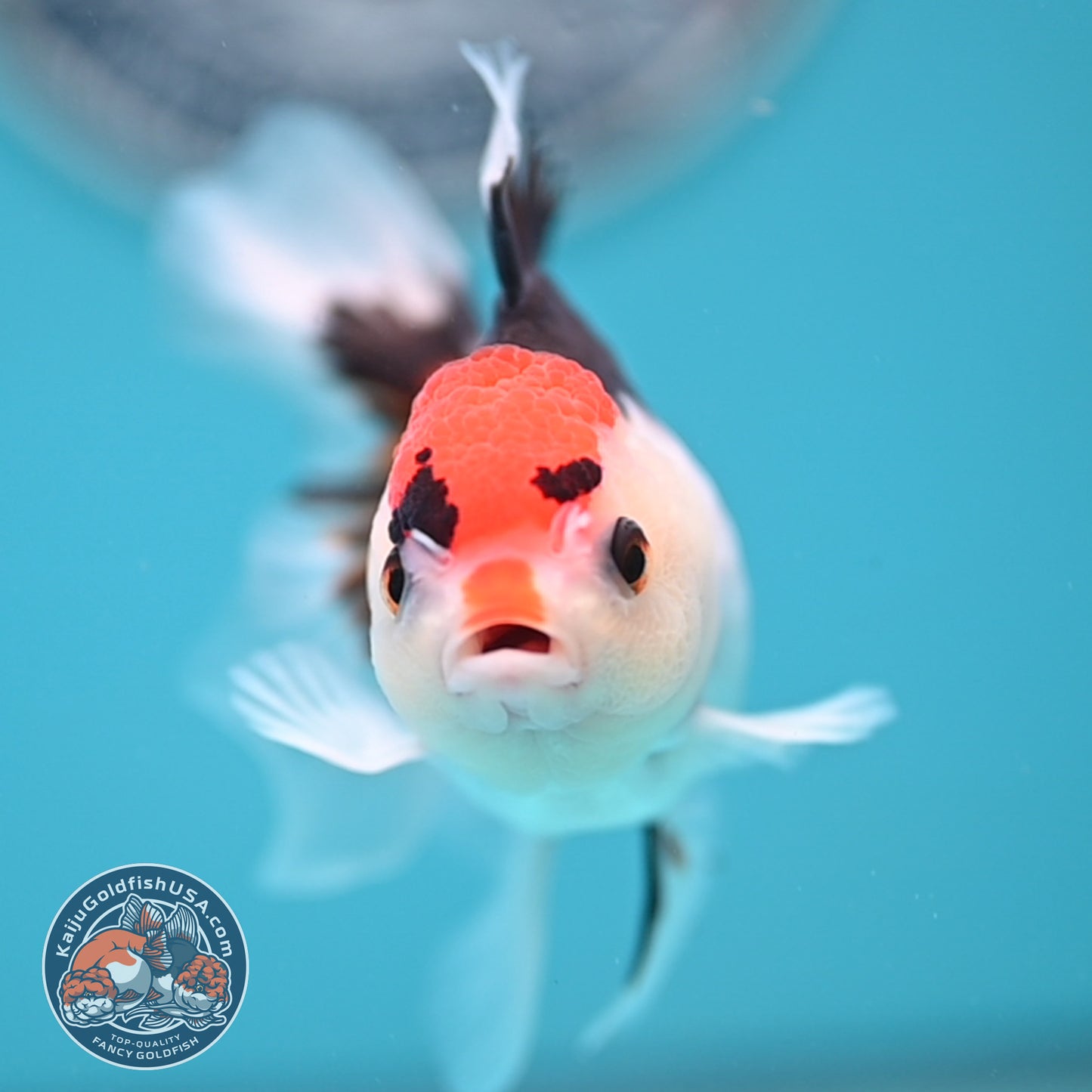 Tricolor Oranda 3 inches Body (250606_OR08)