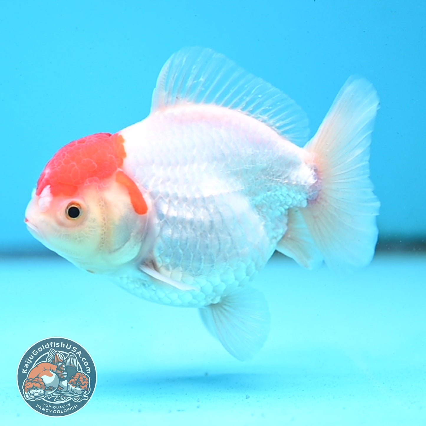 Shogun Tancho Oranda 4 inches Body - Female (250418_OR08)