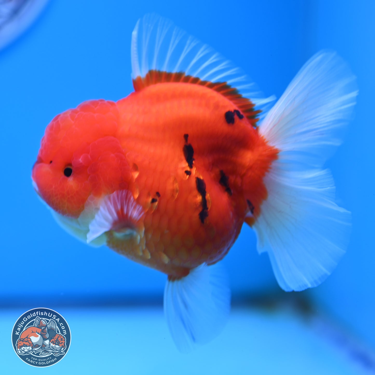 Tiger Rose Tail Oranda 3.5 inches Body - Female (250221_OR08)