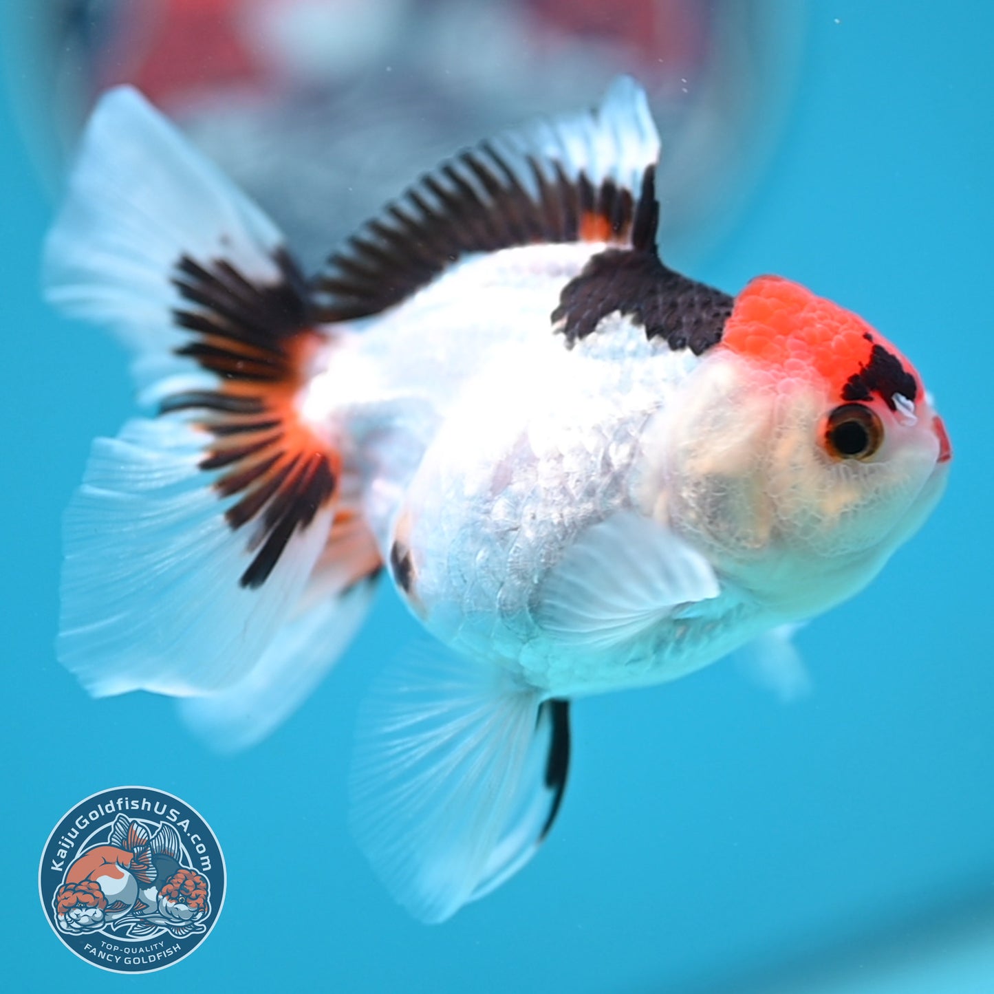 Tricolor Oranda 3 inches Body (250606_OR08)